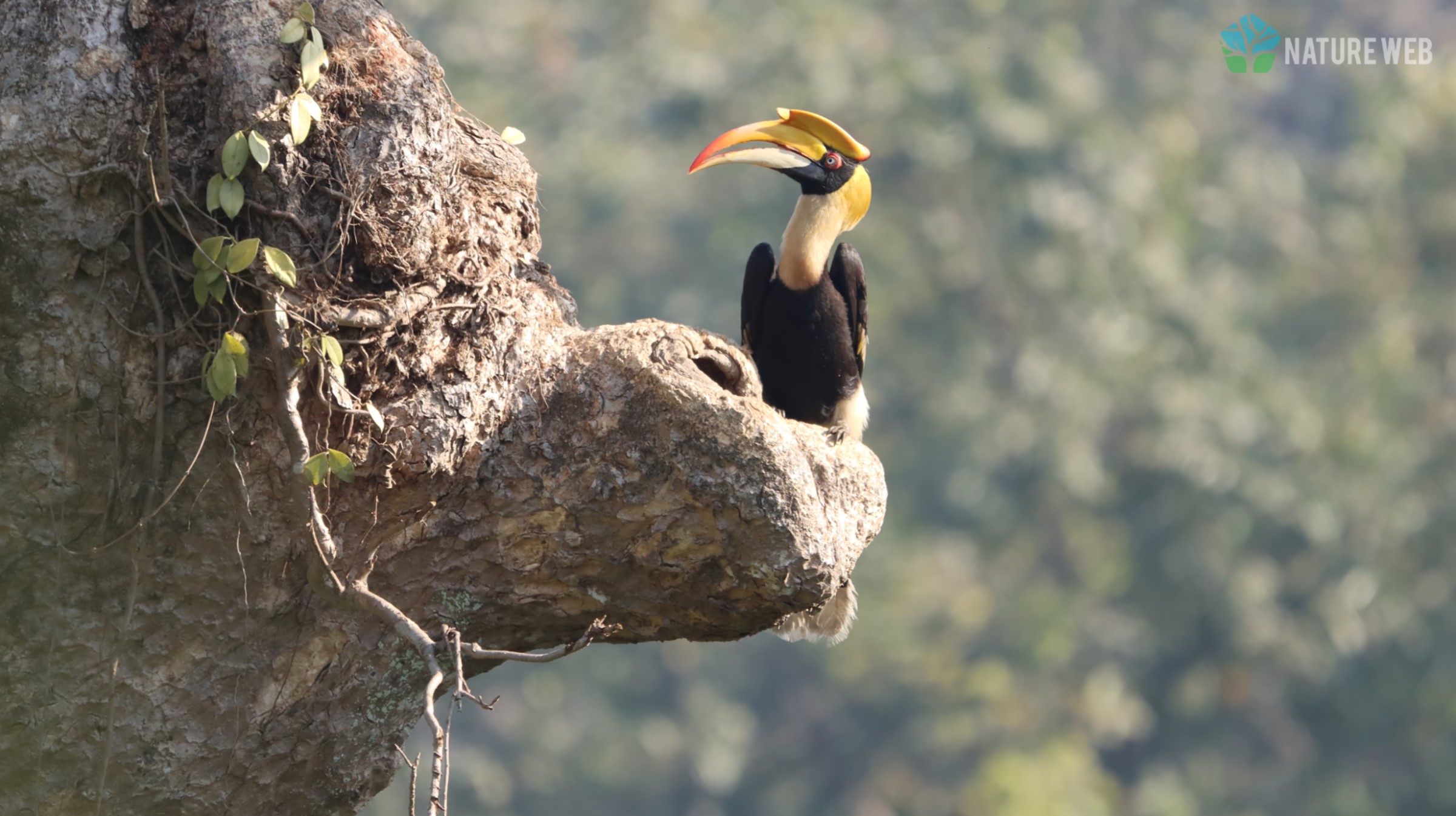 Great Hornbill